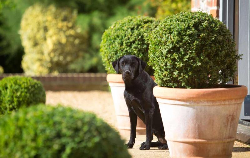 10 Dog-friendly hotels in Norfolk