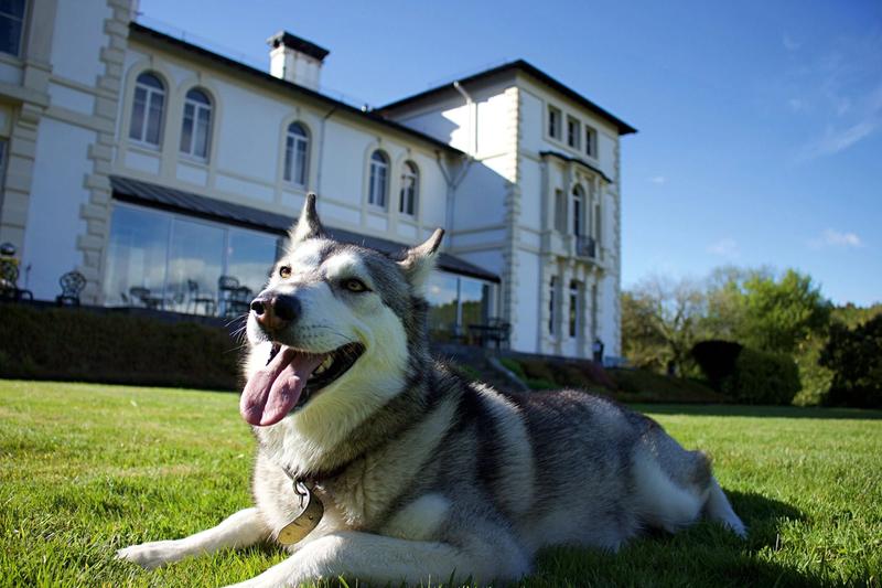 10 dog-friendly hotels you need to visit in the UK