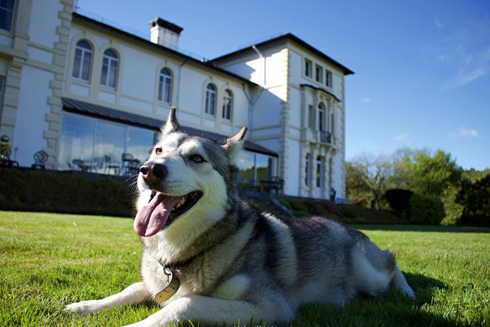 Best dog friendly hotels in Wales