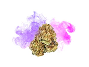 HHC-Purple-Queen-40percent-main-1.png