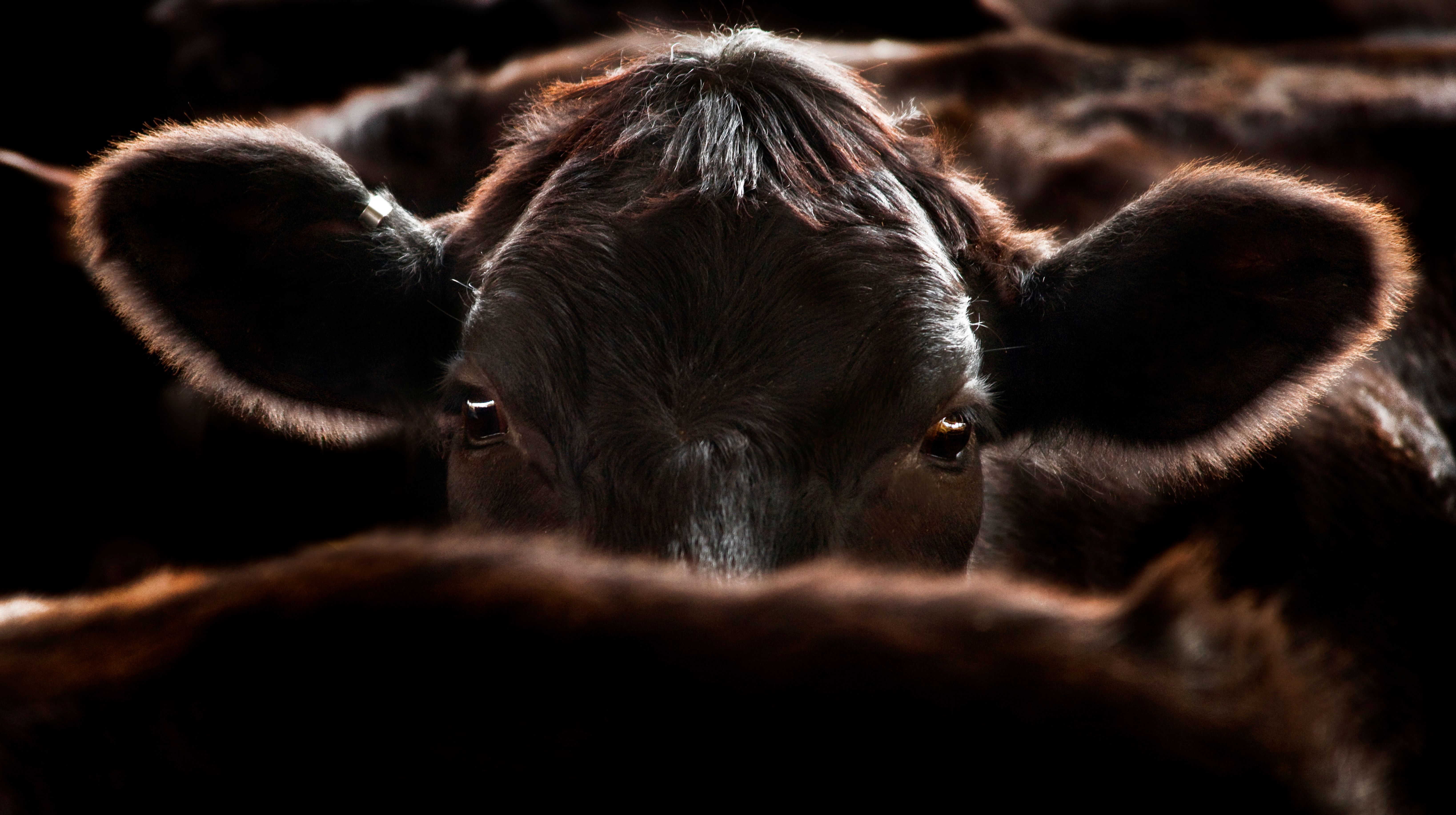 Premium Black Angus cattle