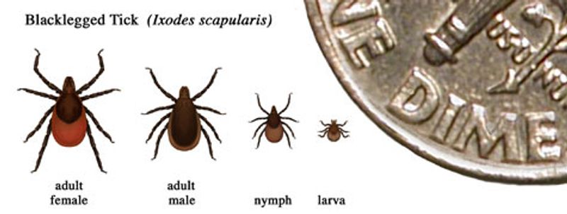 ticks are much smaller than a dime!
