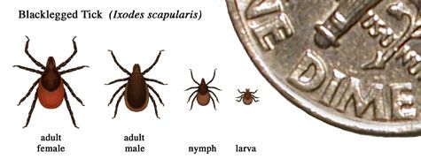 ticks are much smaller than a dime!