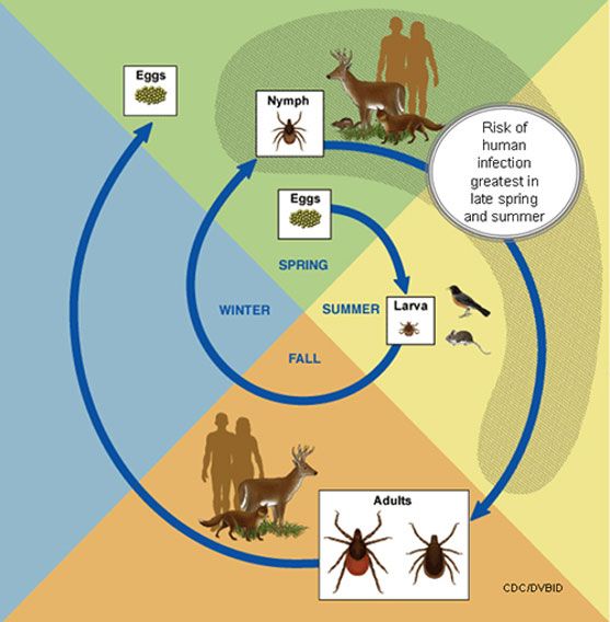 diagram showing lifecycle of ticks