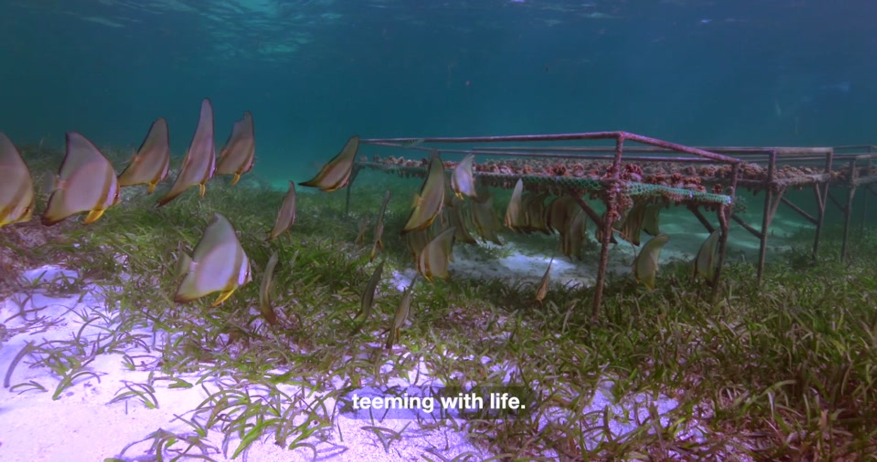 Fish cruising in the water