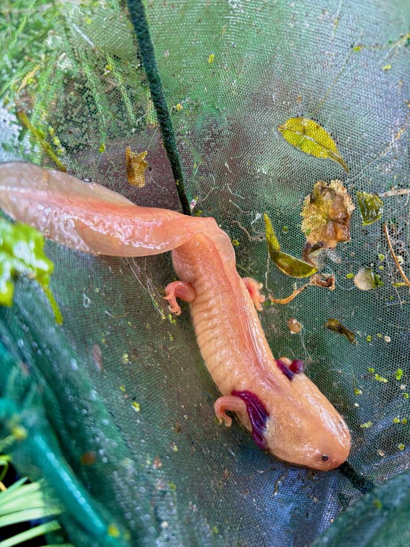 Prehispanic Xochimilco: Sailing, chinampas, axolotls and bird watching