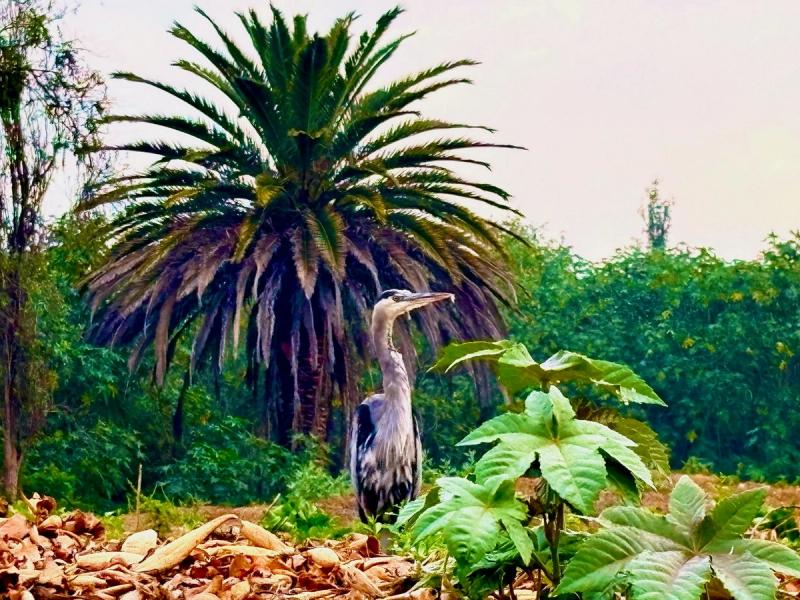 Kayak in Xochimilco: agroecological experience
