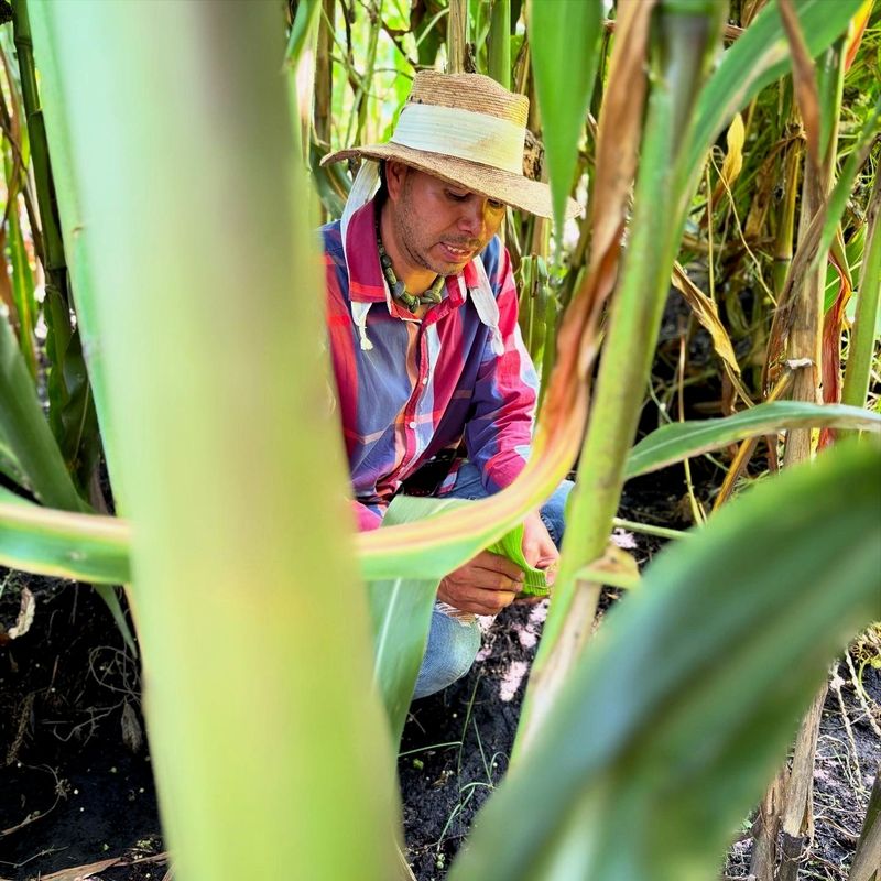 Prehispanic Xochimilco: Sailing, chinampas, axolotls and bird watching