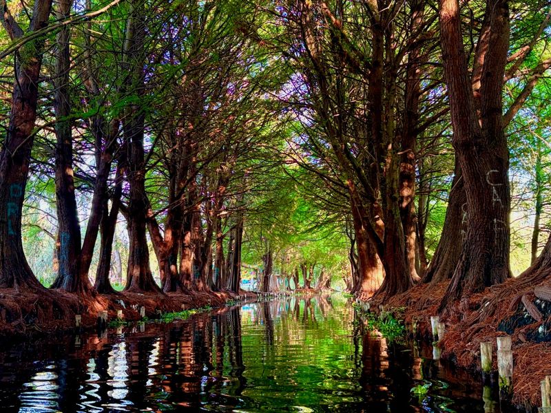 Prehispanic Xochimilco: Sailing, chinampas, axolotls and bird watching