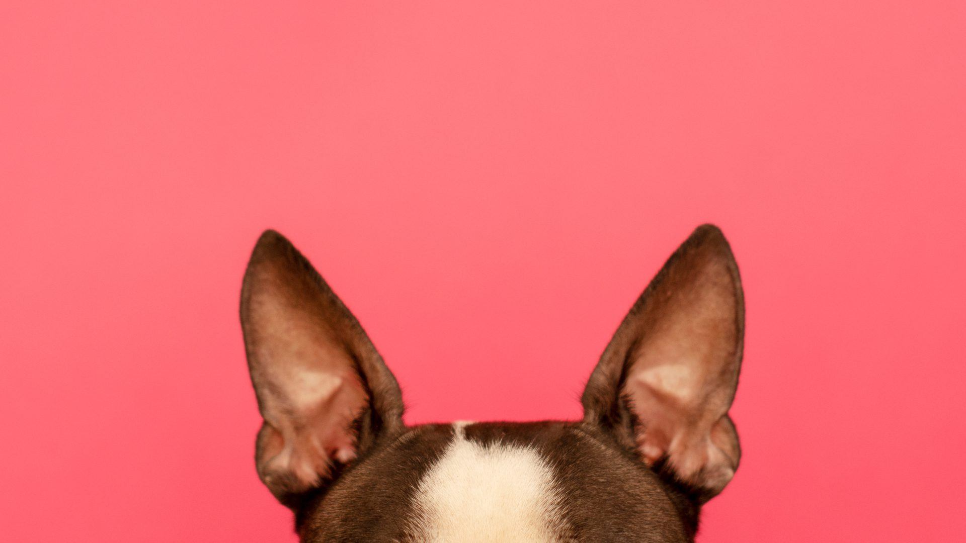 dog ears on a pink background