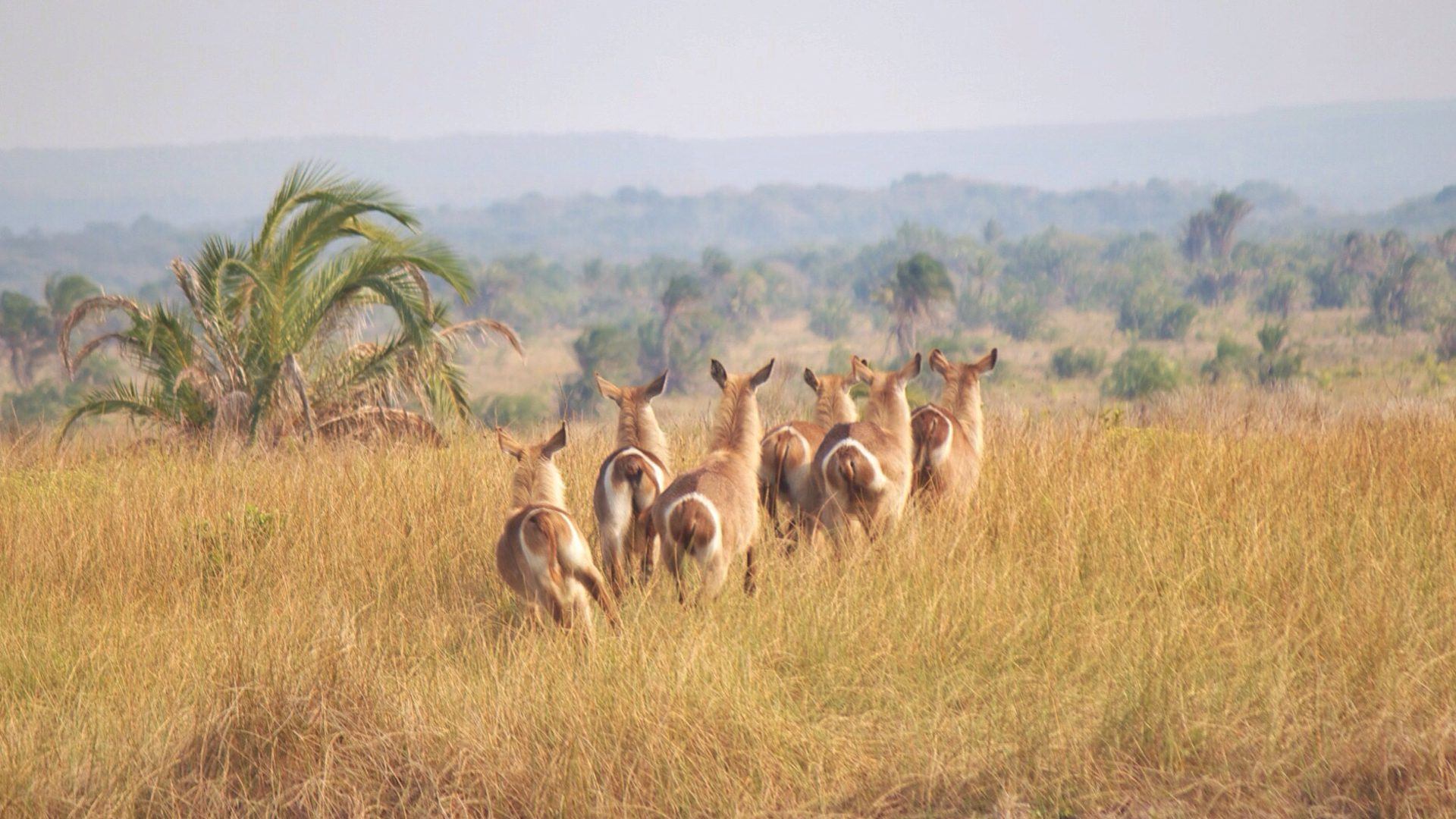 stampede on safari