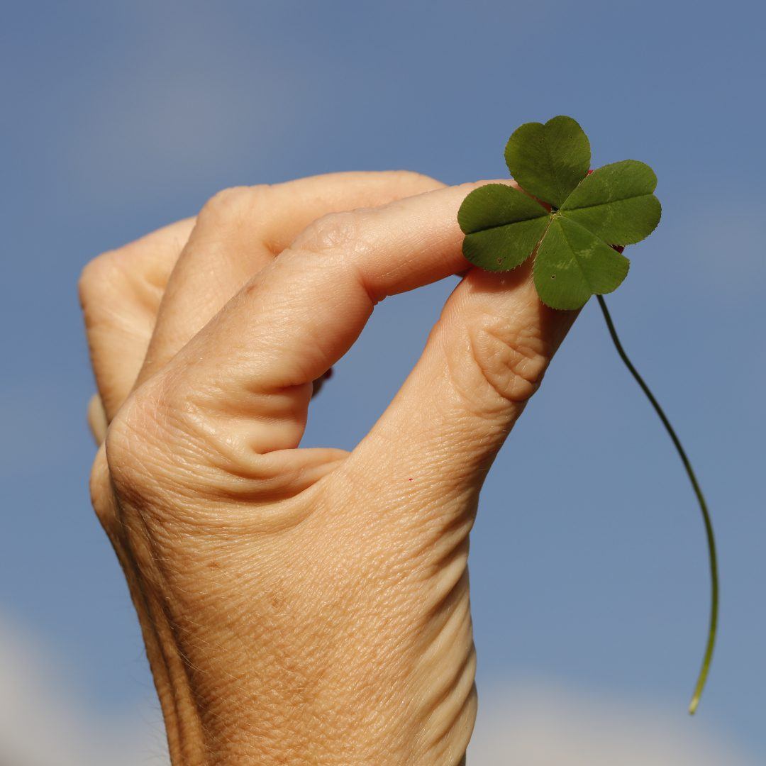 Person holding a four clover|