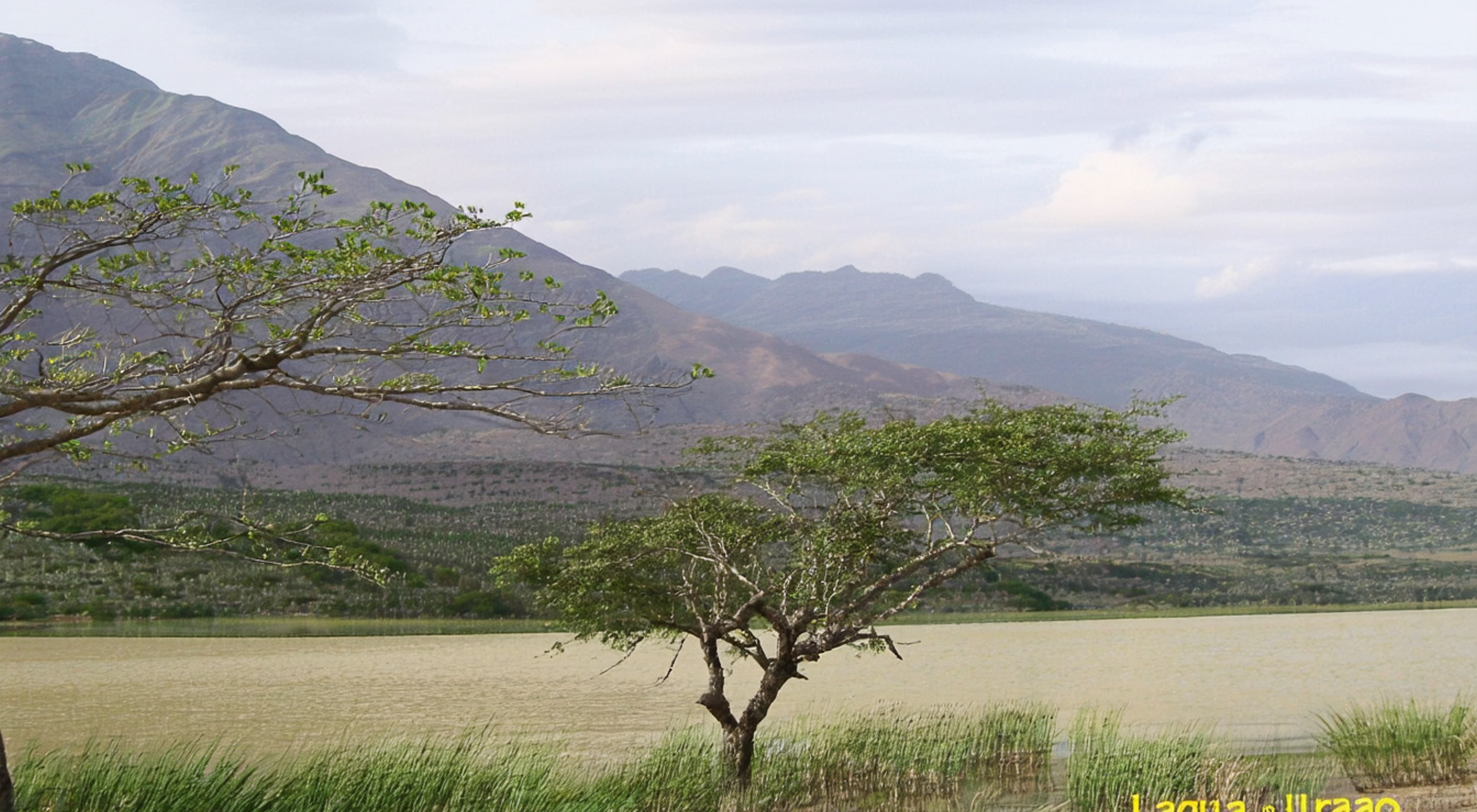 Lagunillas(M)