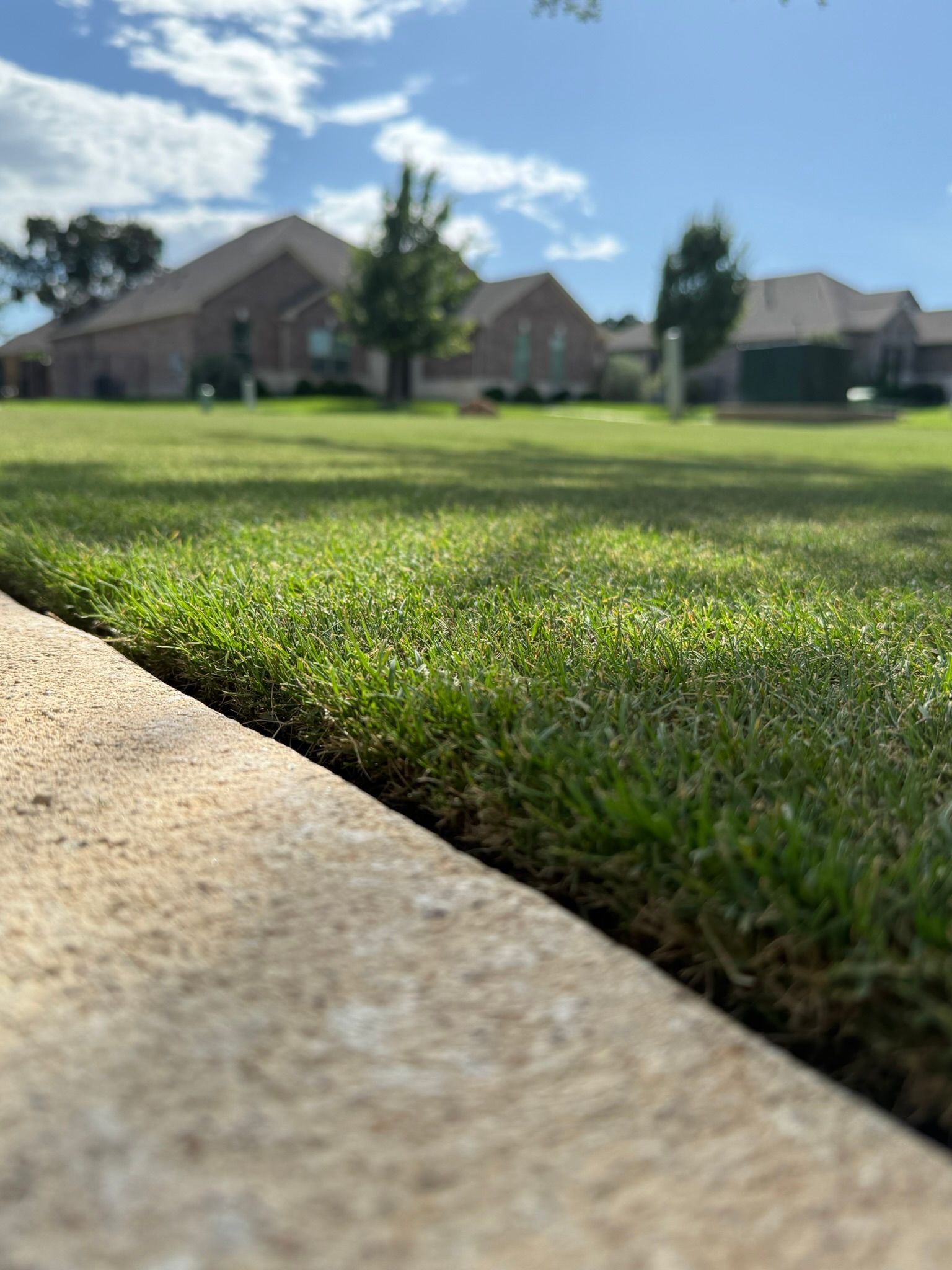 Thick Green Turf