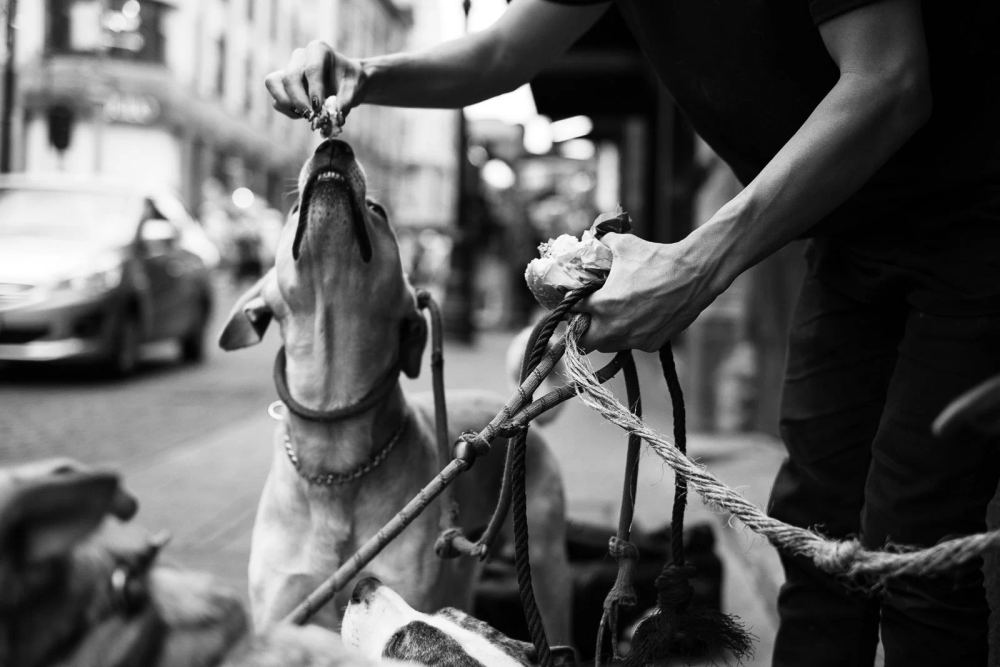 Black-and-white photograph of two dogs watching food in a person's hand on a city sidewalk