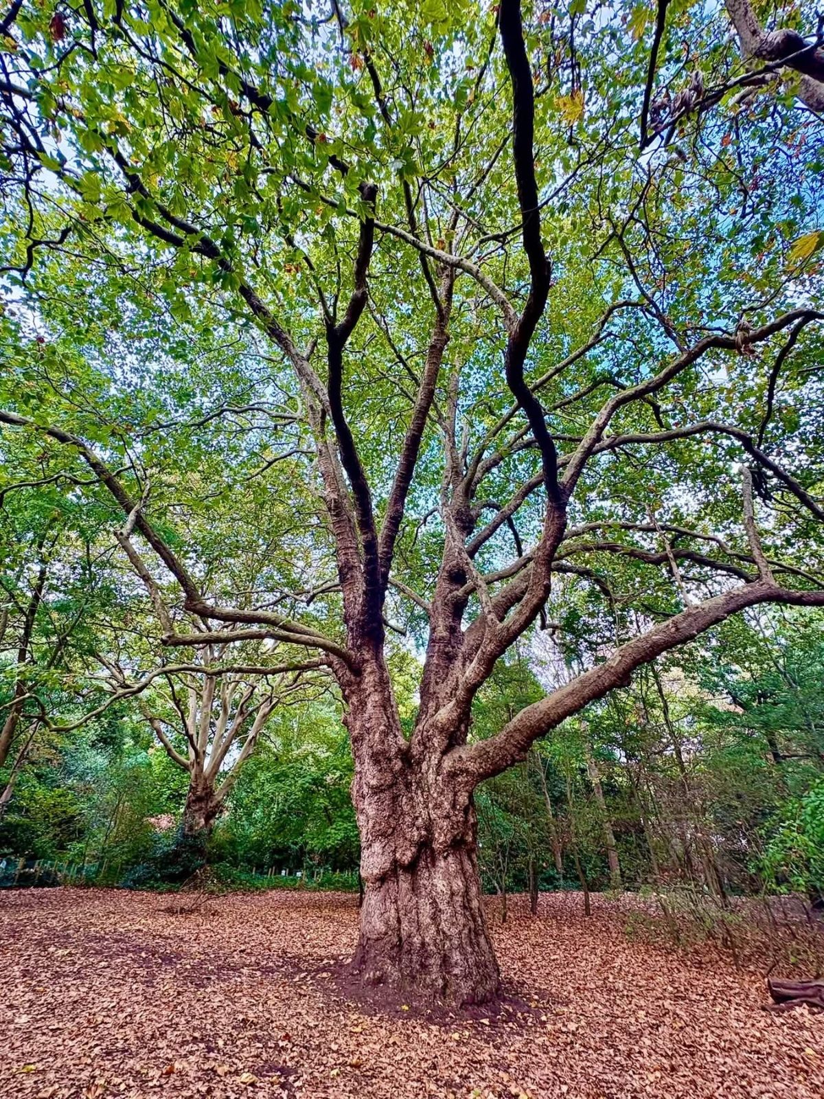 Amazing London Plane