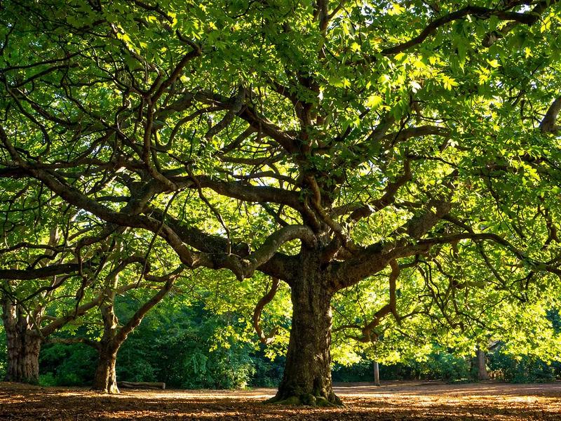 Big News for Mycenae Gardens!