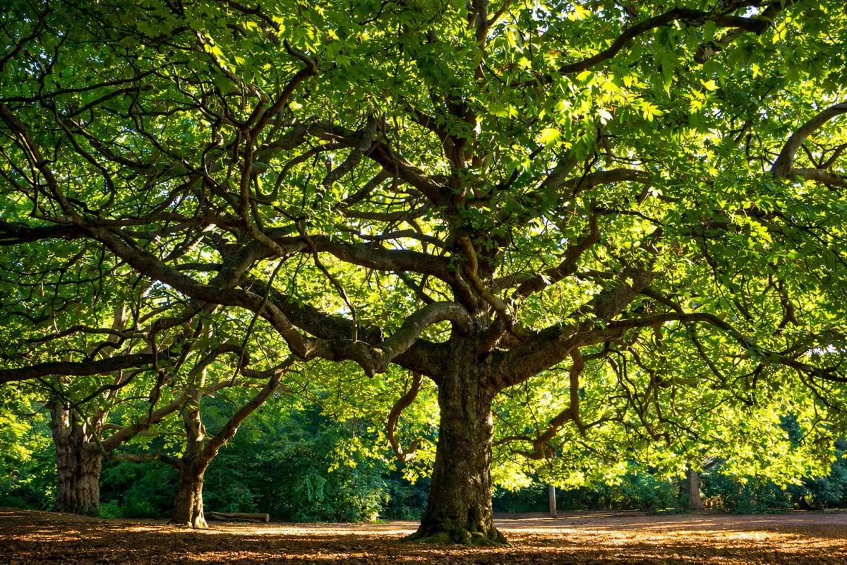 Big News for Mycenae Gardens!