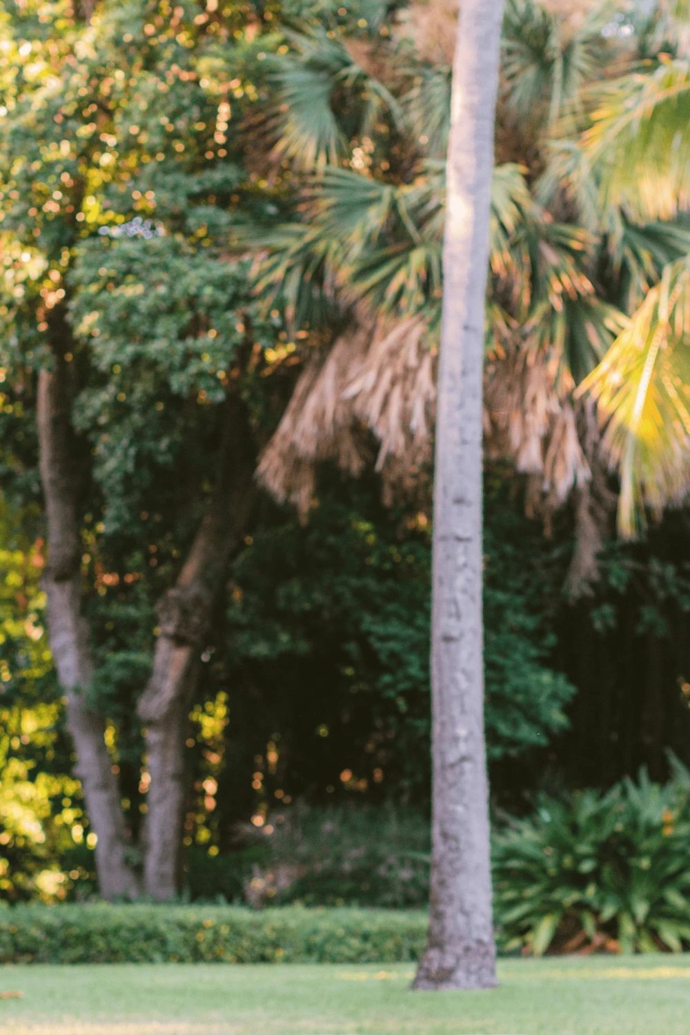 Cash Lambert on a lawn under palm trees, a football in the air above him