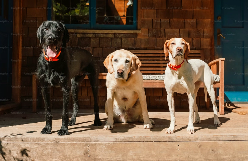 Pet Friendly Apartments in Richmond: Your Guide to Luxury Living with Your Furry