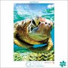 Earthpix Turtle Puzzle