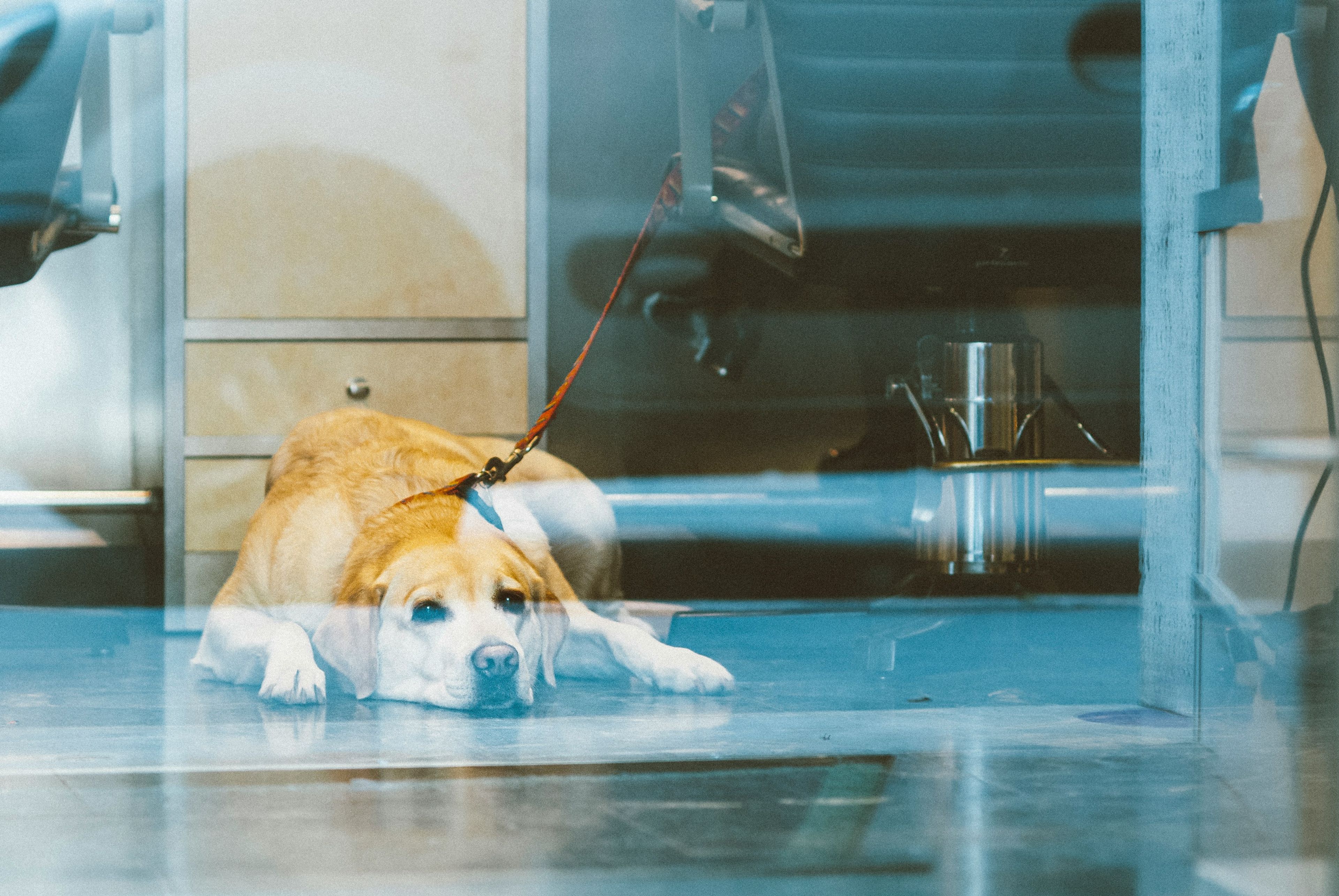 Veterinary Telemedicine Regulations: What Practices Need to Know — VetWise