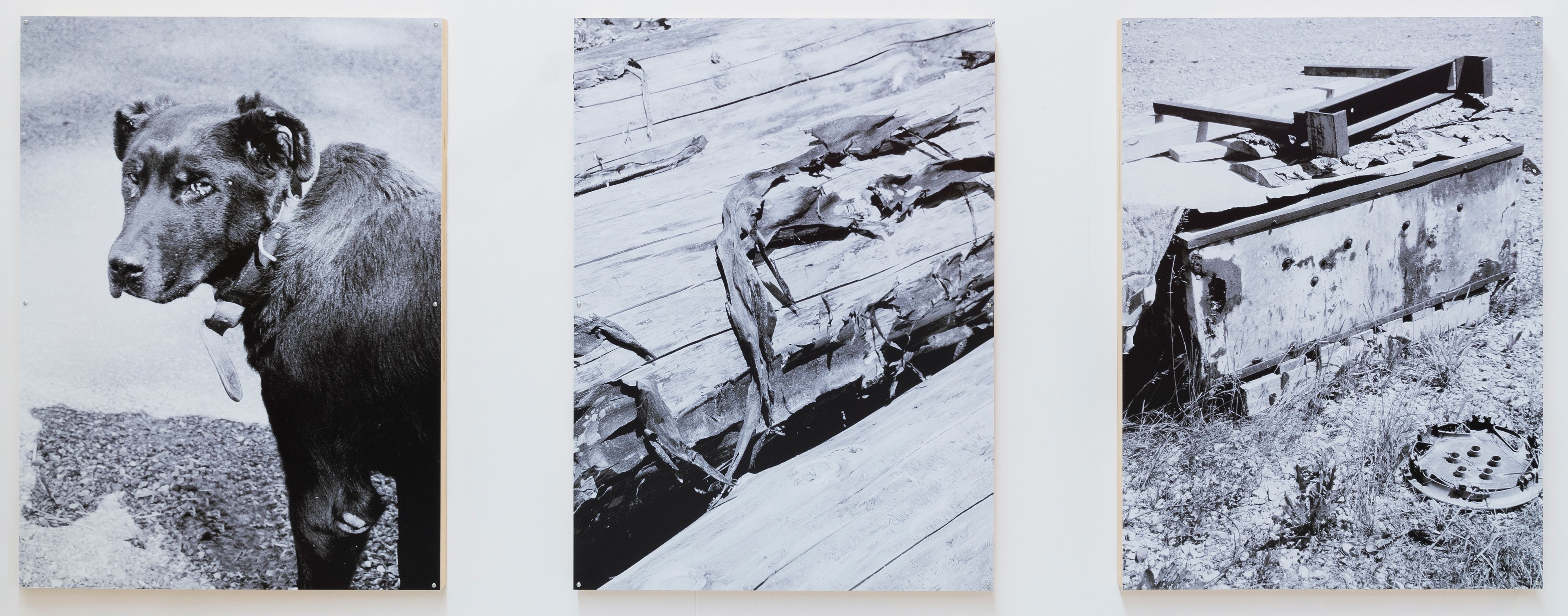 Three black and white images show a dog, wooden planks and a metal box.