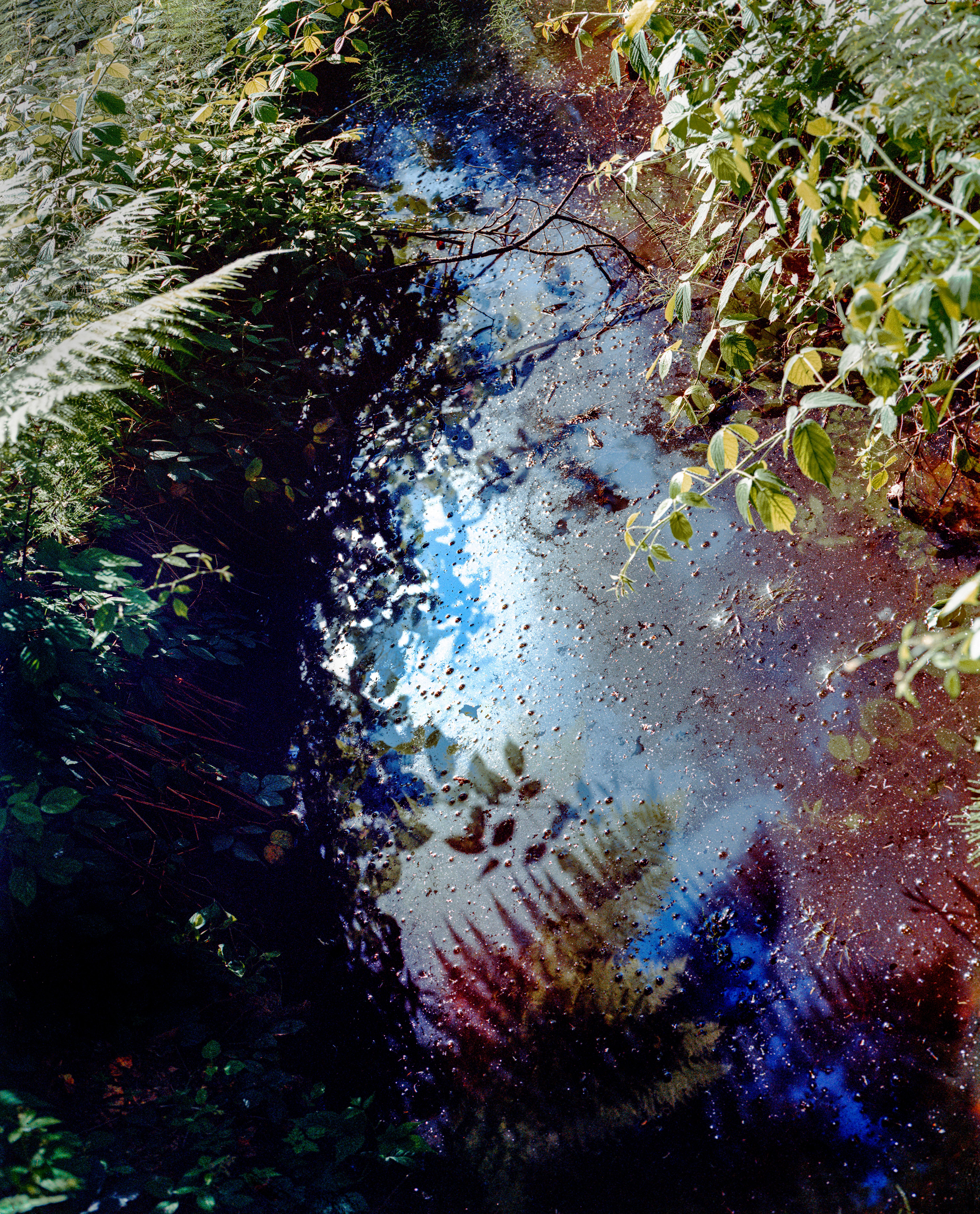 A stream with shimmering reflections, surrounded by dense vegetation.