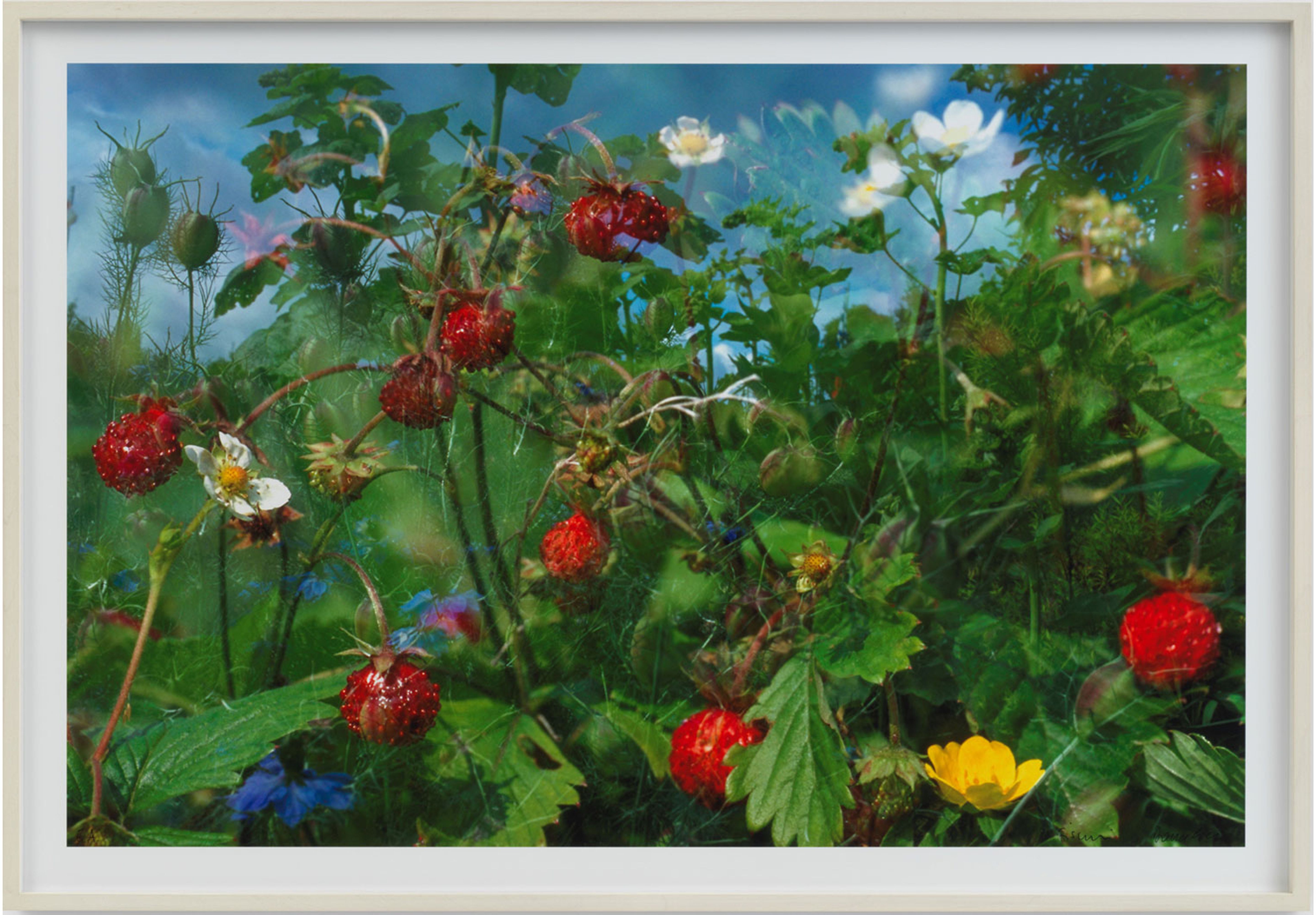 Close-up of red wild strawberries and flowers surrounded by green leaves.