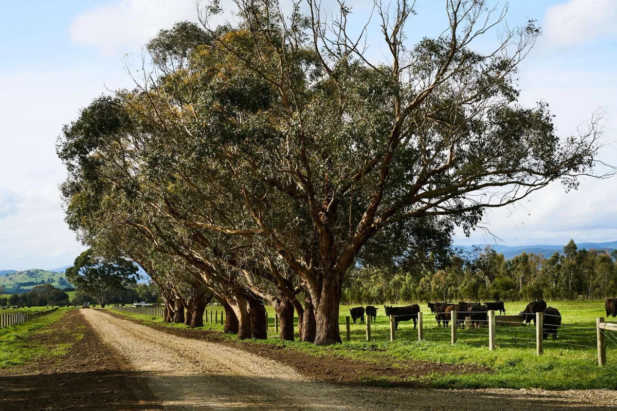 St Huberts Rd, Yering
