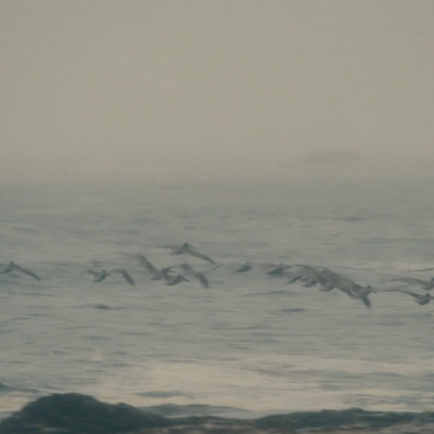 Seagulls flying over a foggy beach