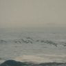 Seagulls flying over a foggy beach