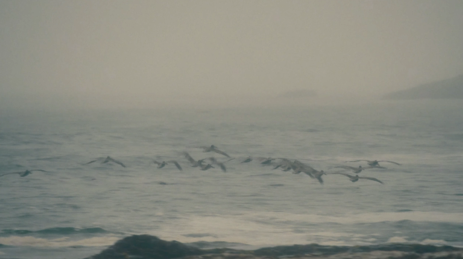 Seagulls flying over a foggy beach