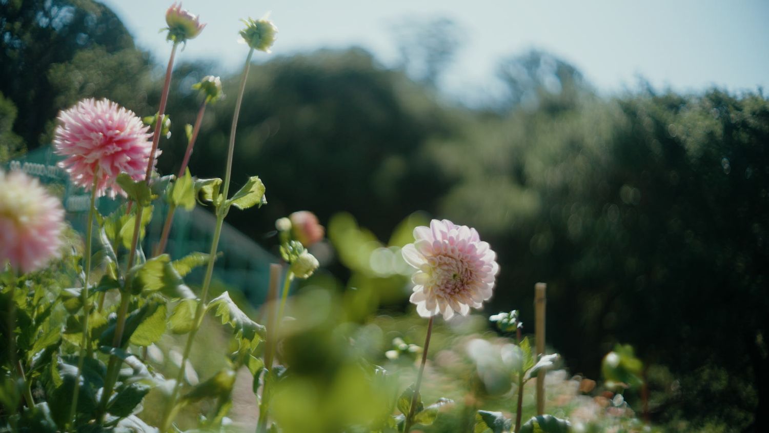 dahlia flower garden