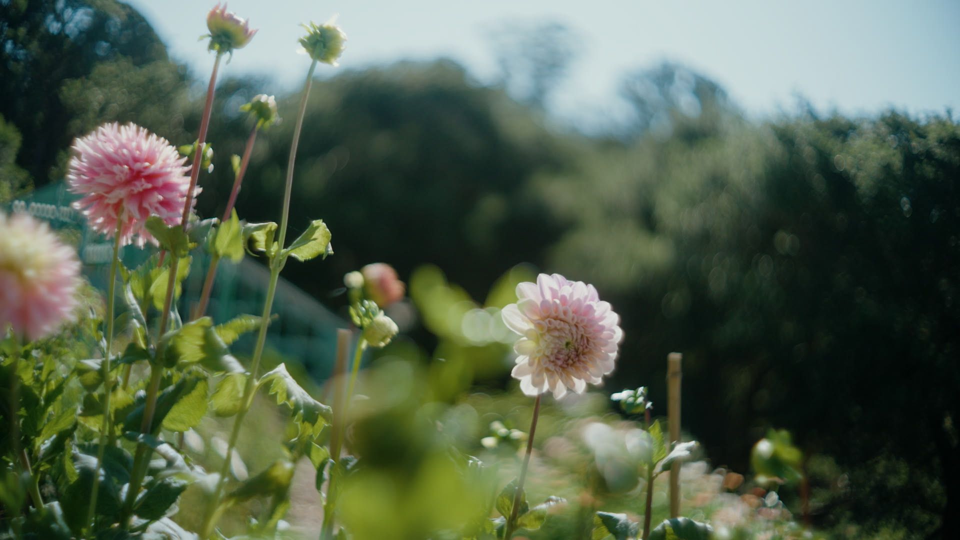 dahlia flower garden