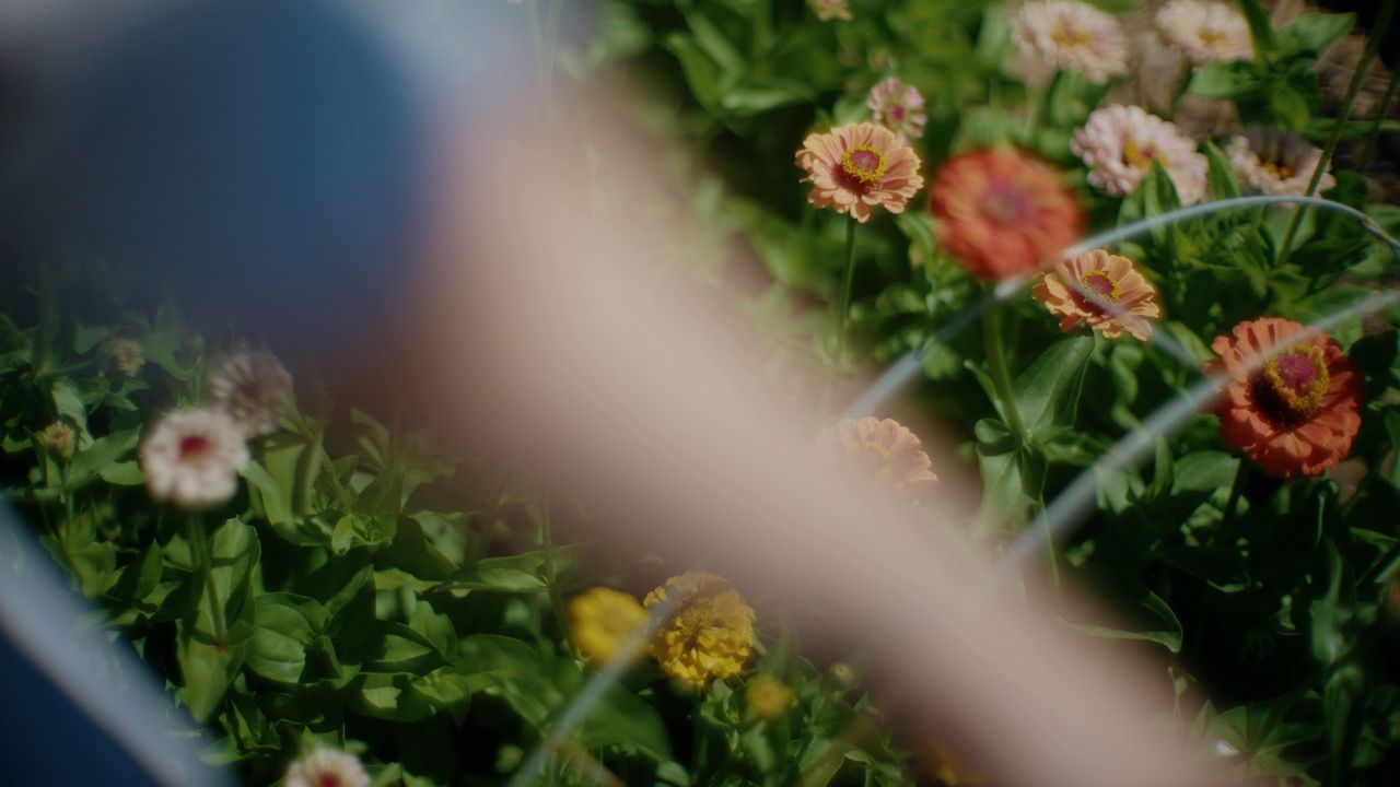flower bed with blurred arm across