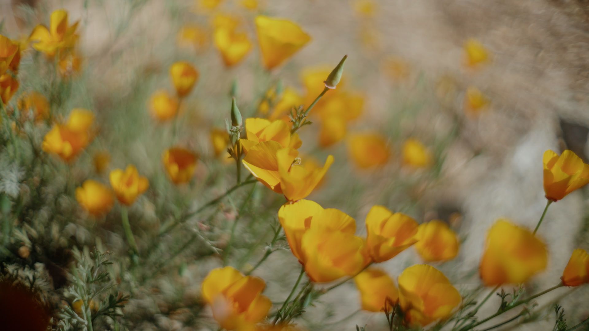 image of orange poppies