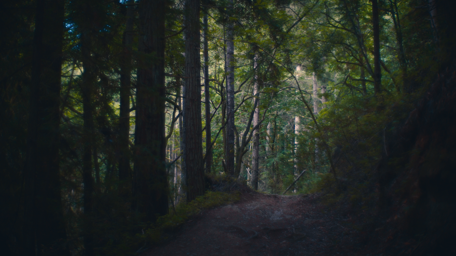 a forest with light filtering through