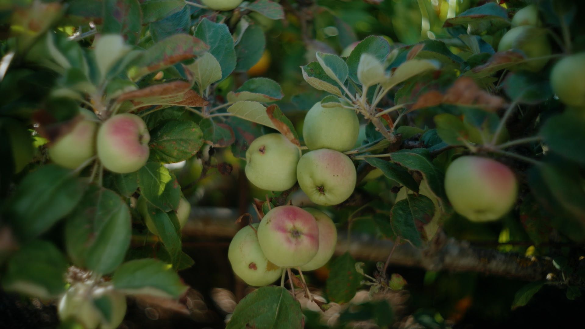 a closeup of apples on tree