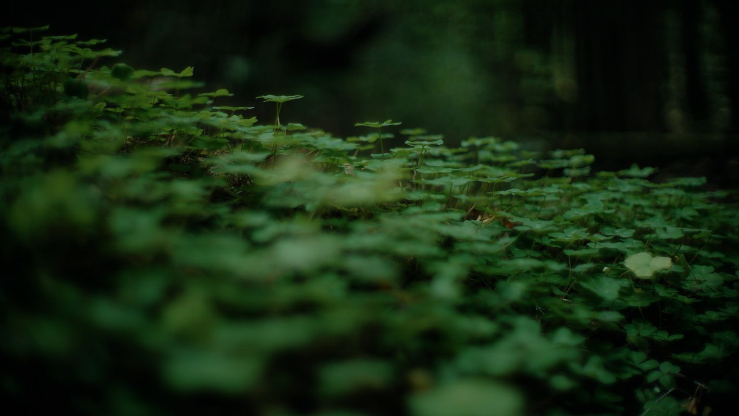 a field of green clovers