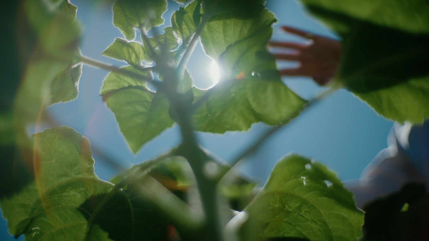 view of plants from the bed floor looking at the sun with a hand