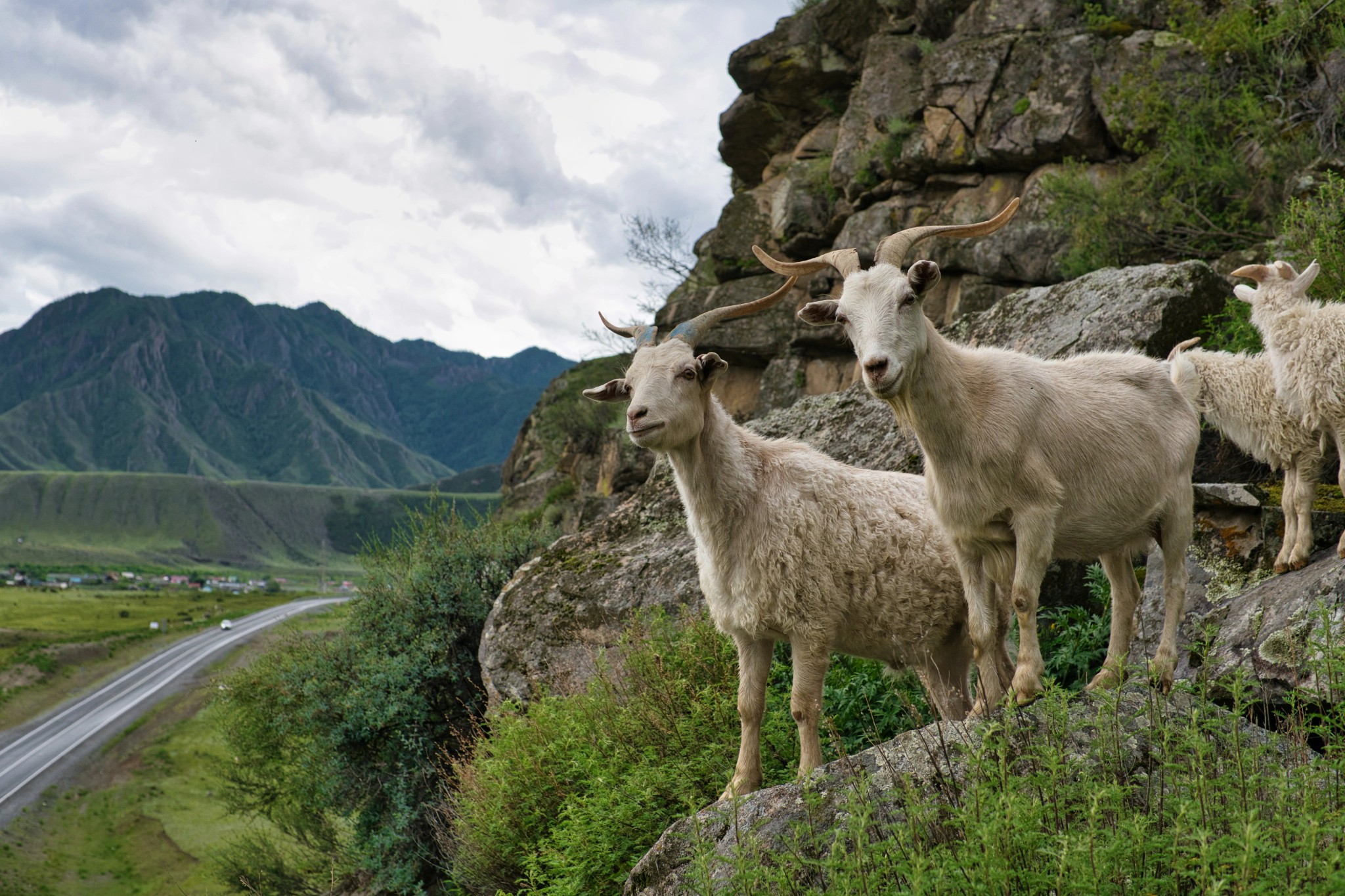 Mountain goats