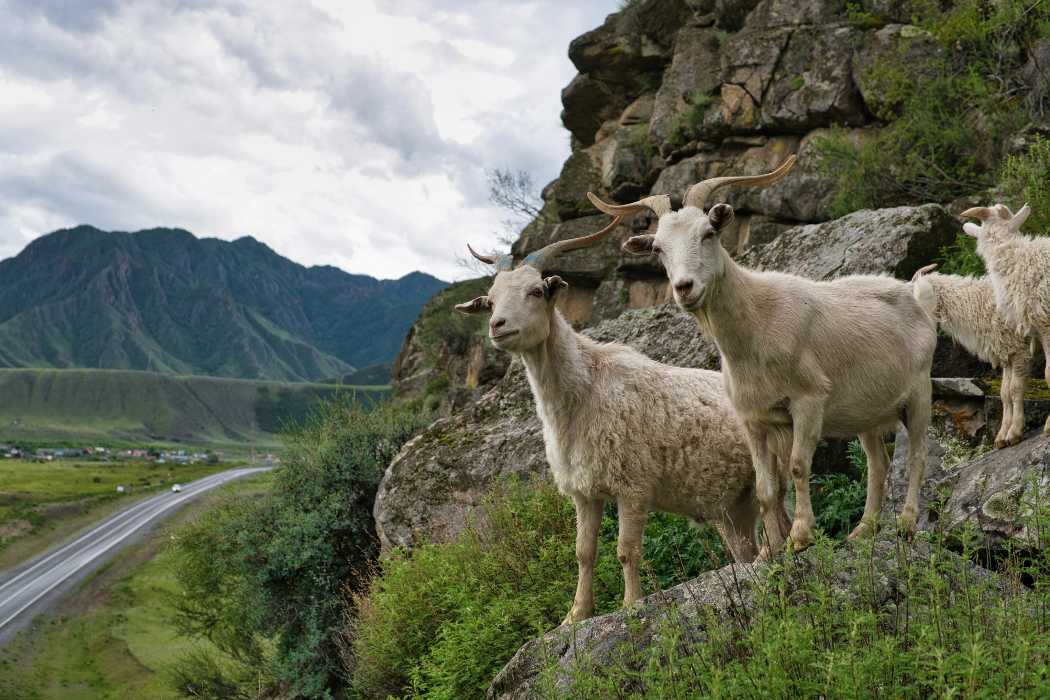 Mountain goats