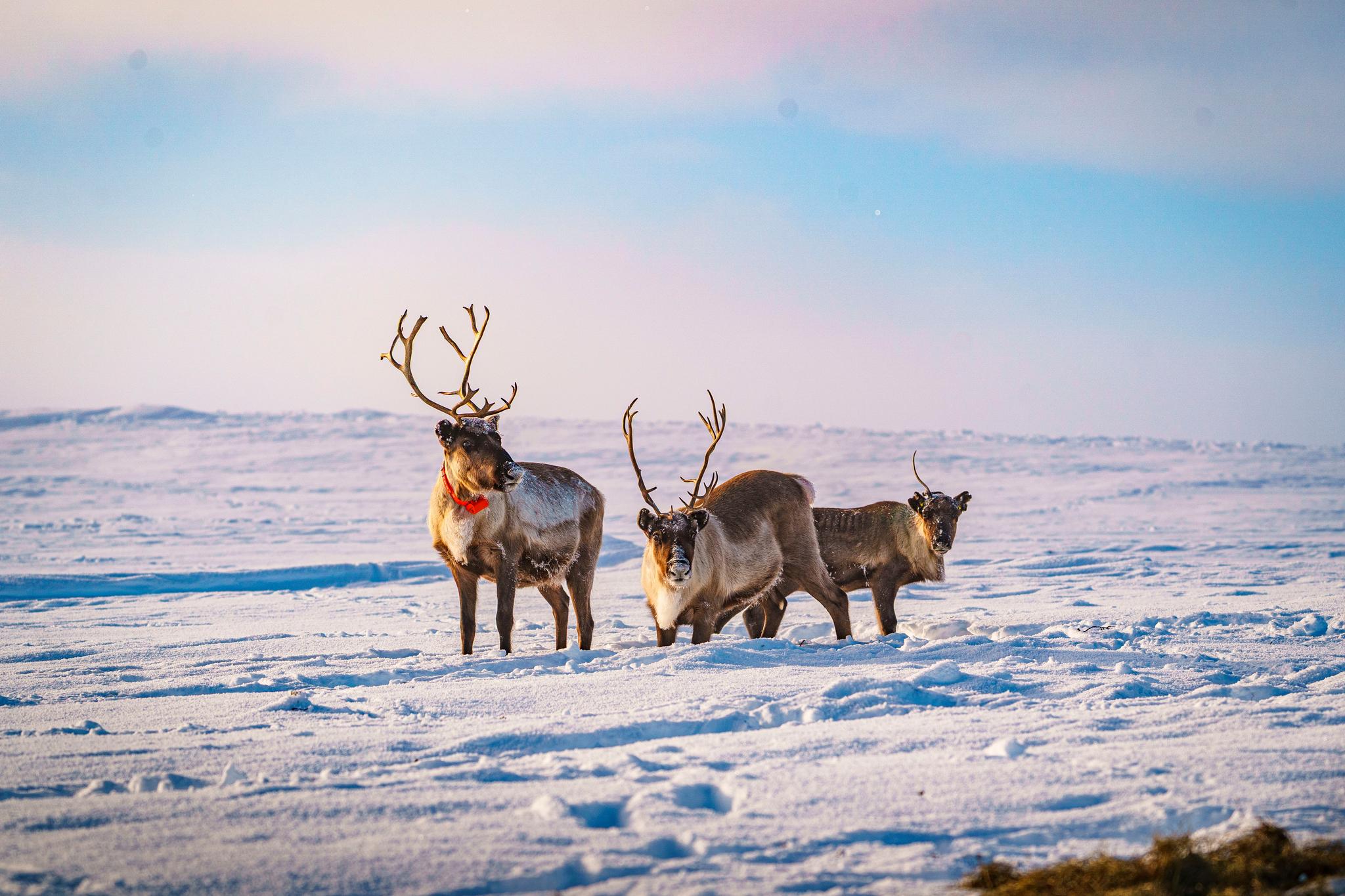 Reindeers