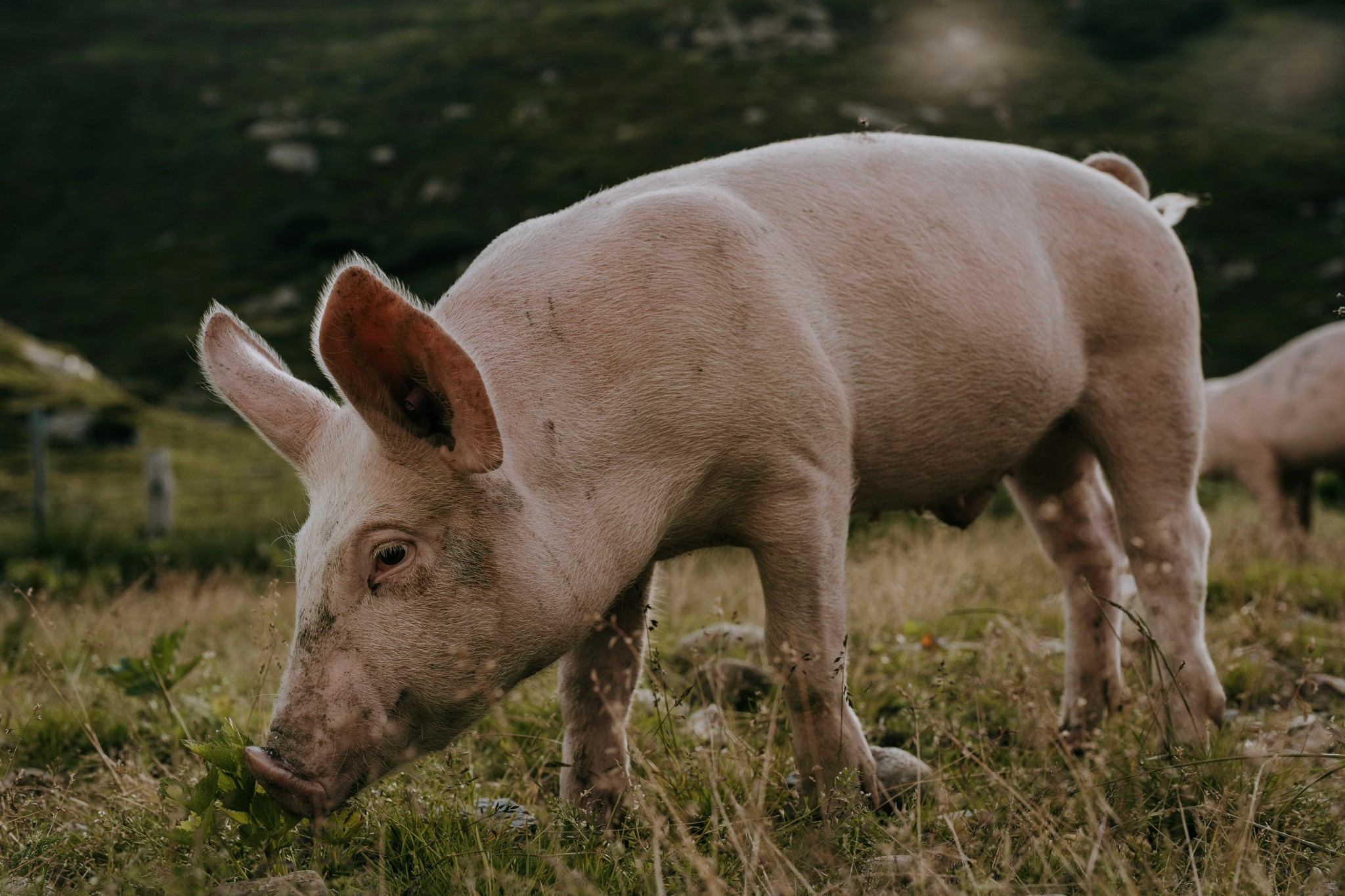 Pig