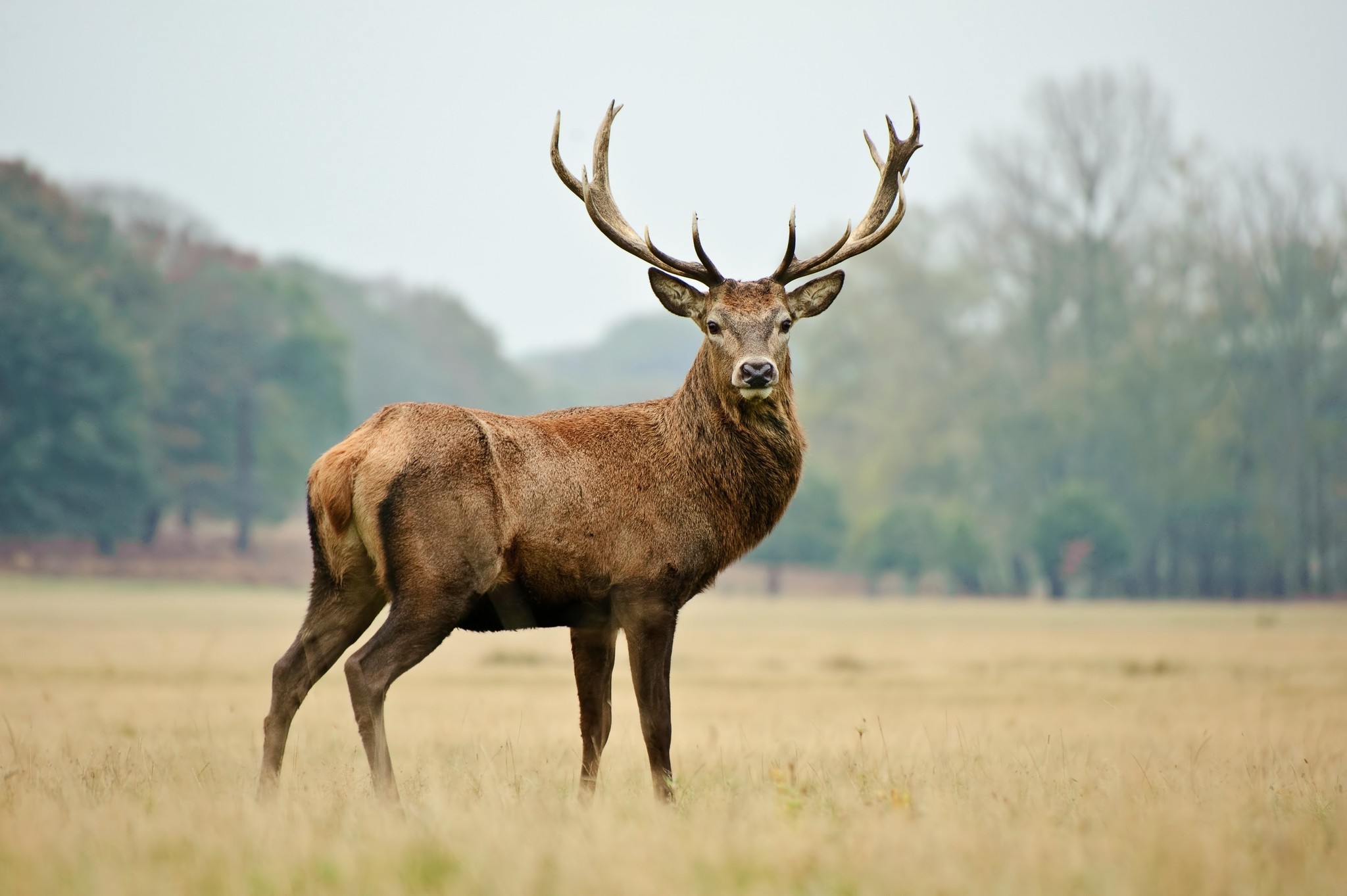 Deer