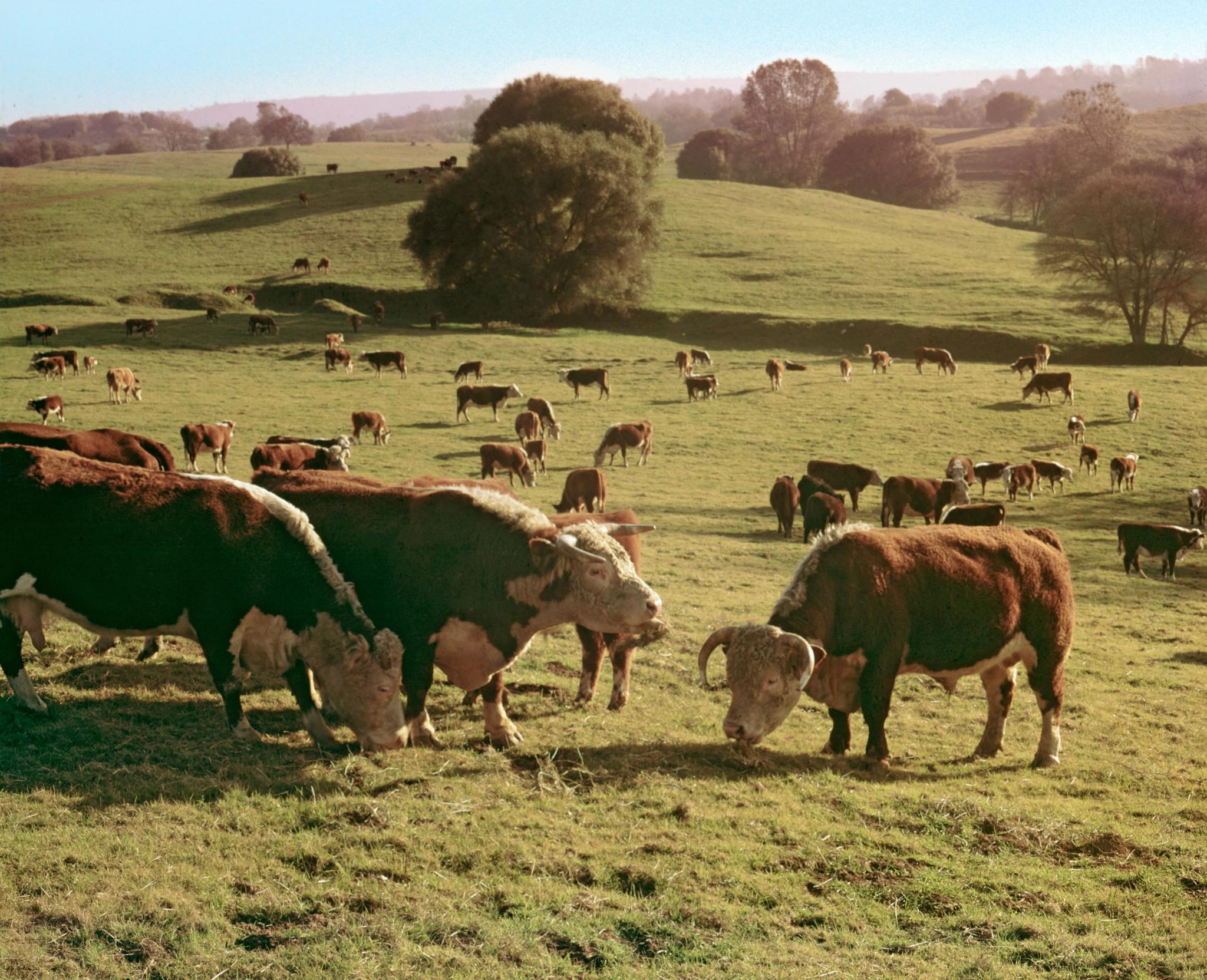Cows on a field