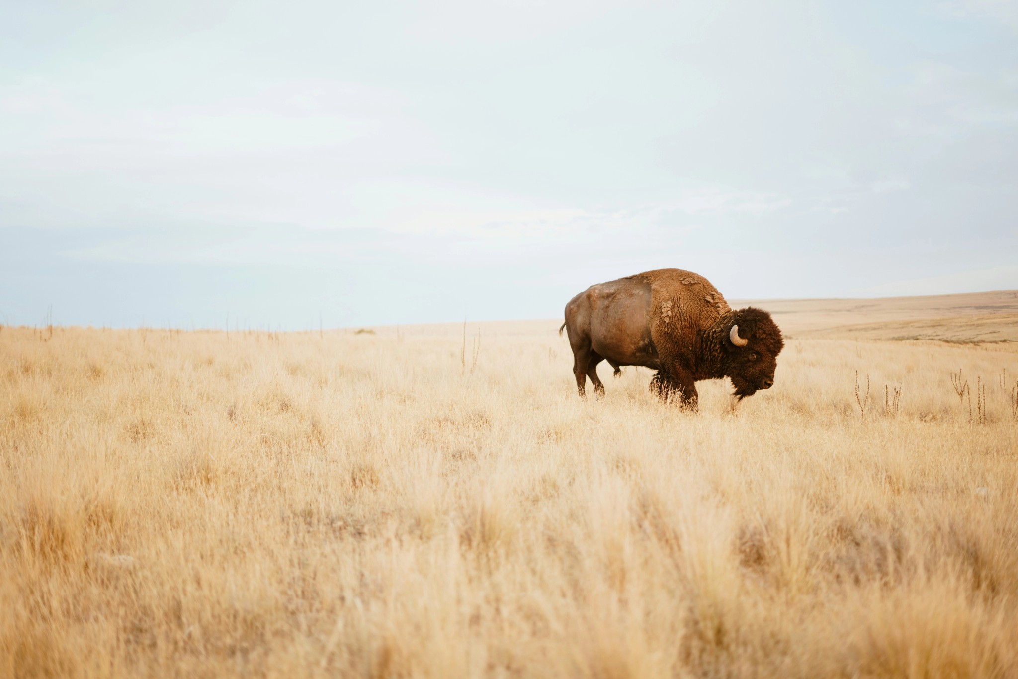 Buffalo on field