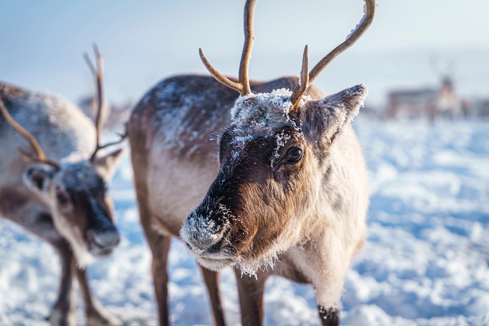 REINDEER