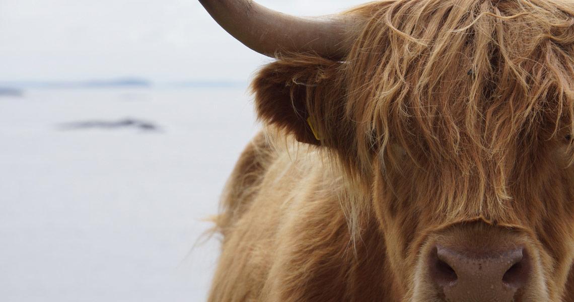 Buffalo
